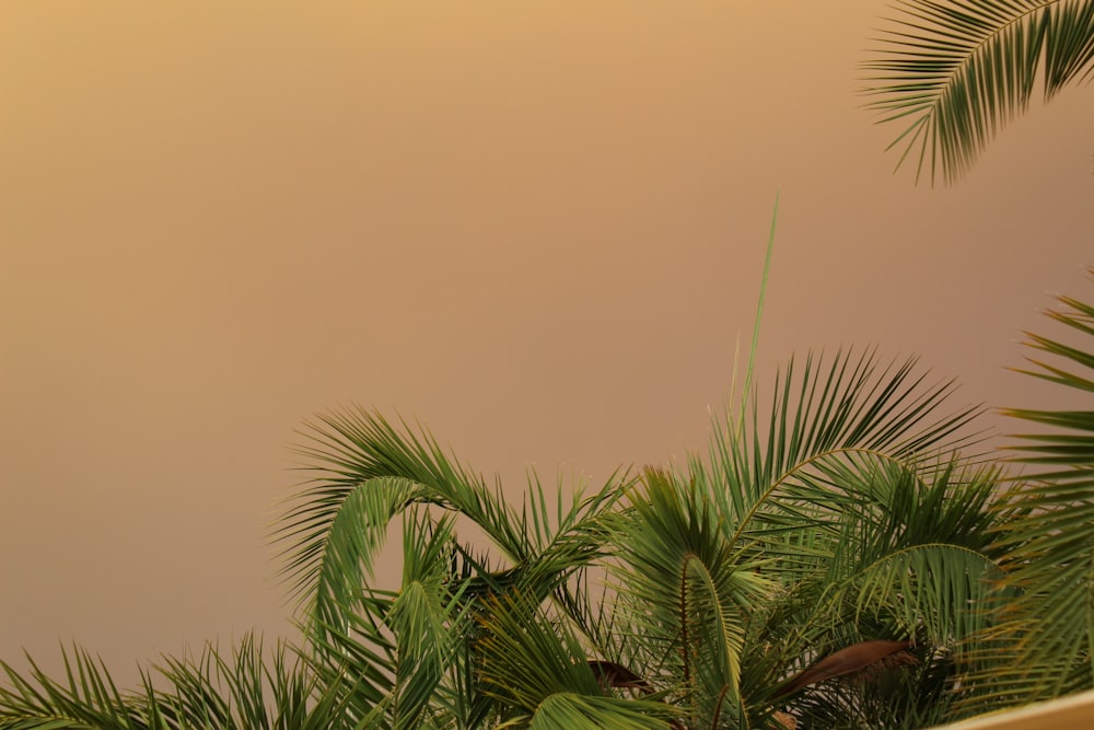 Palmera de coco verde bajo cielo nublado