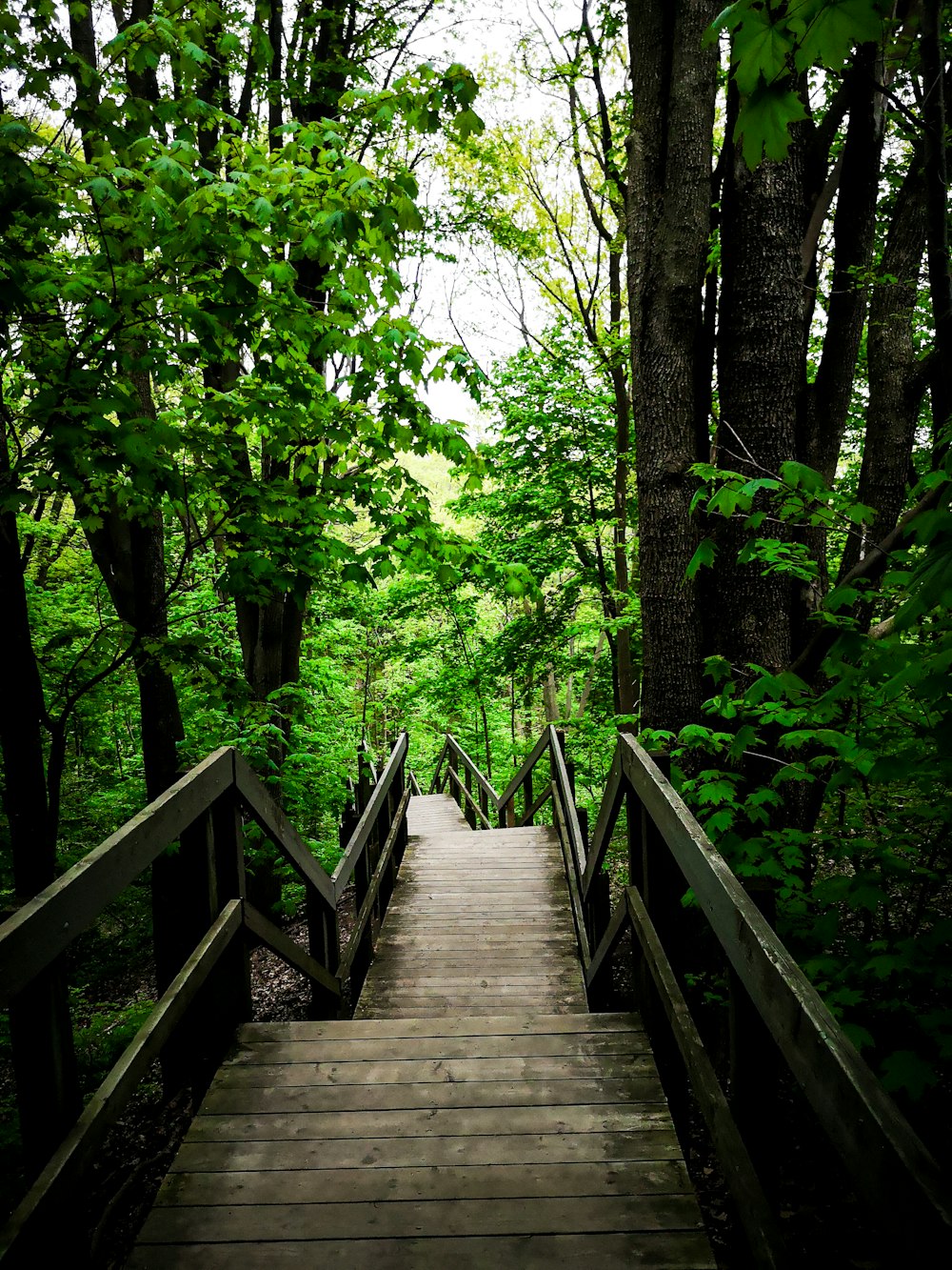 brown wooden pathway surrounded with tall green trees
