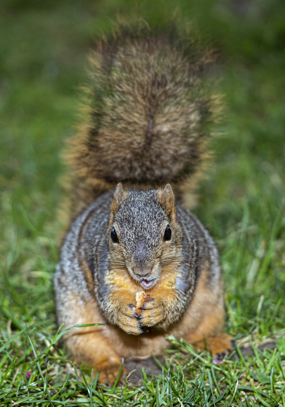 brown rodent eating food on grass