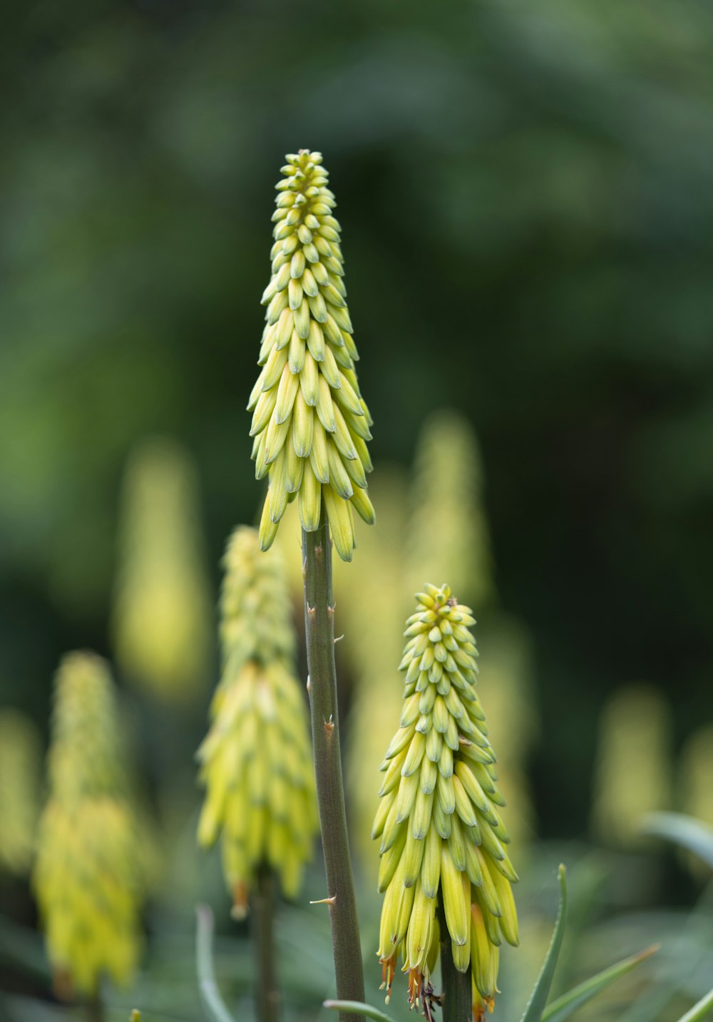 selective focus photography of plant