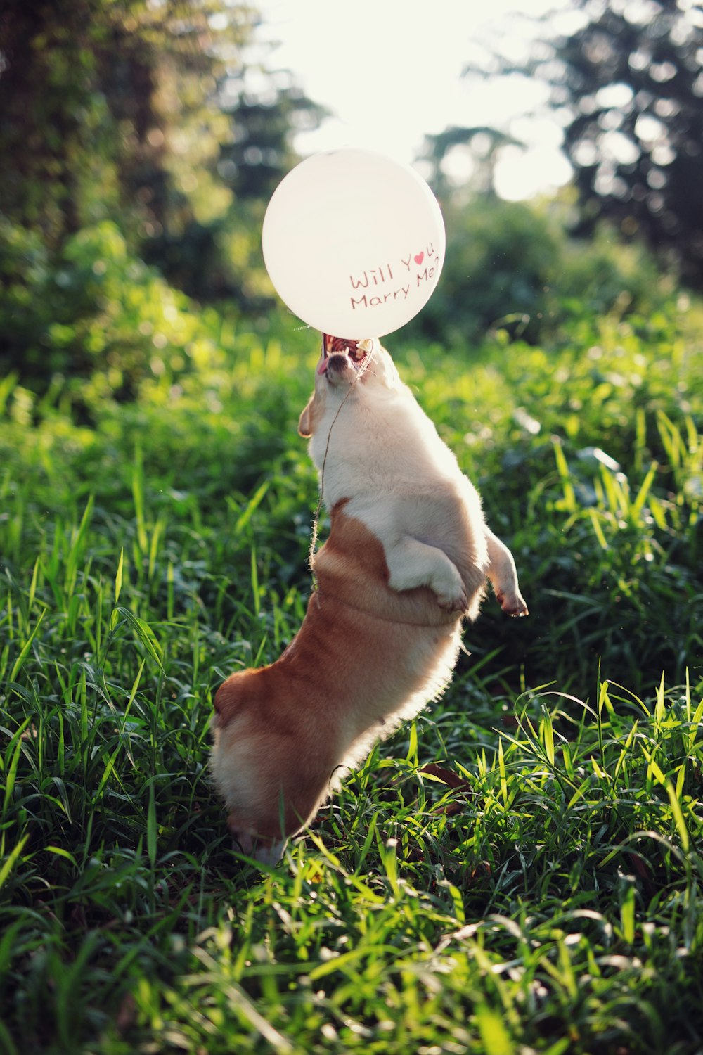 風船で遊ぶ小さなショートコートの茶色の犬