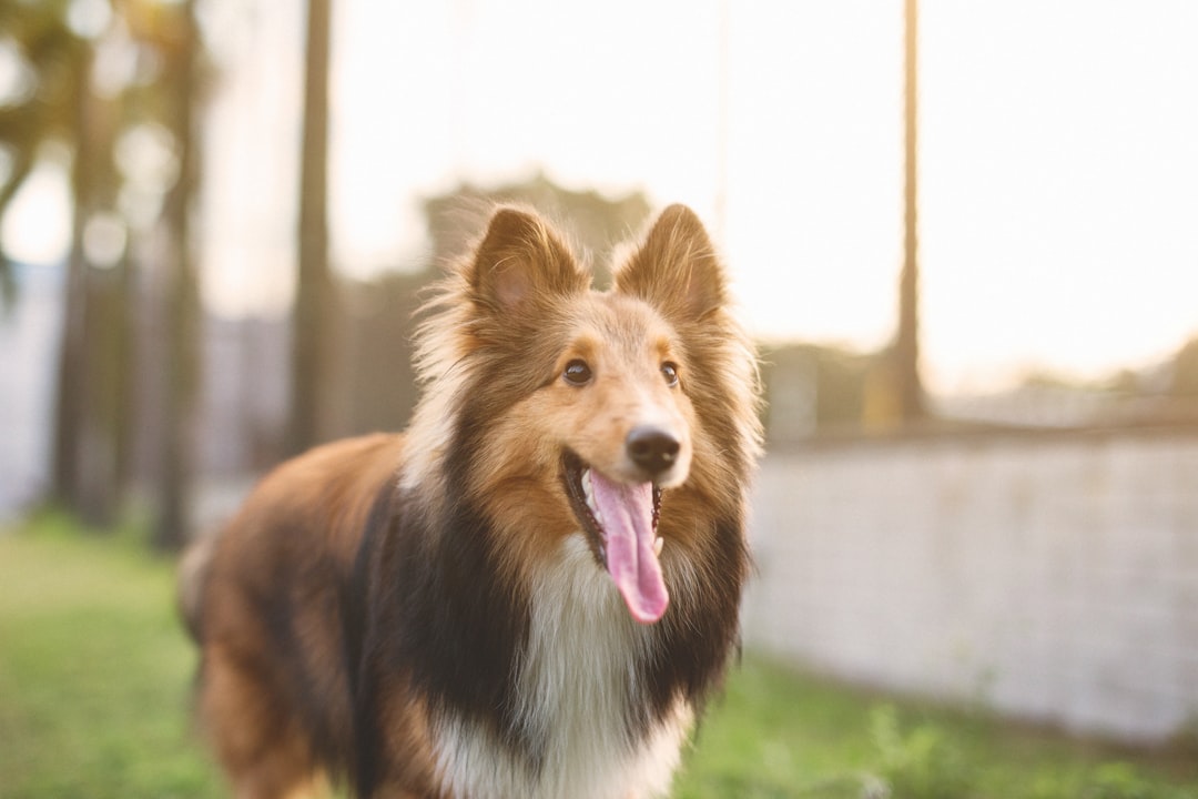 rough collie close-up photography
