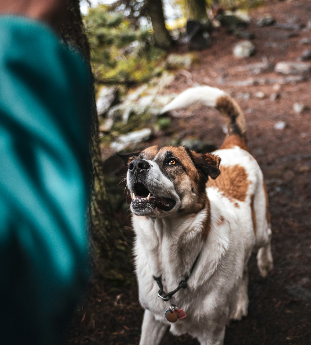 white and brown dog standing in front of person in teal shirt