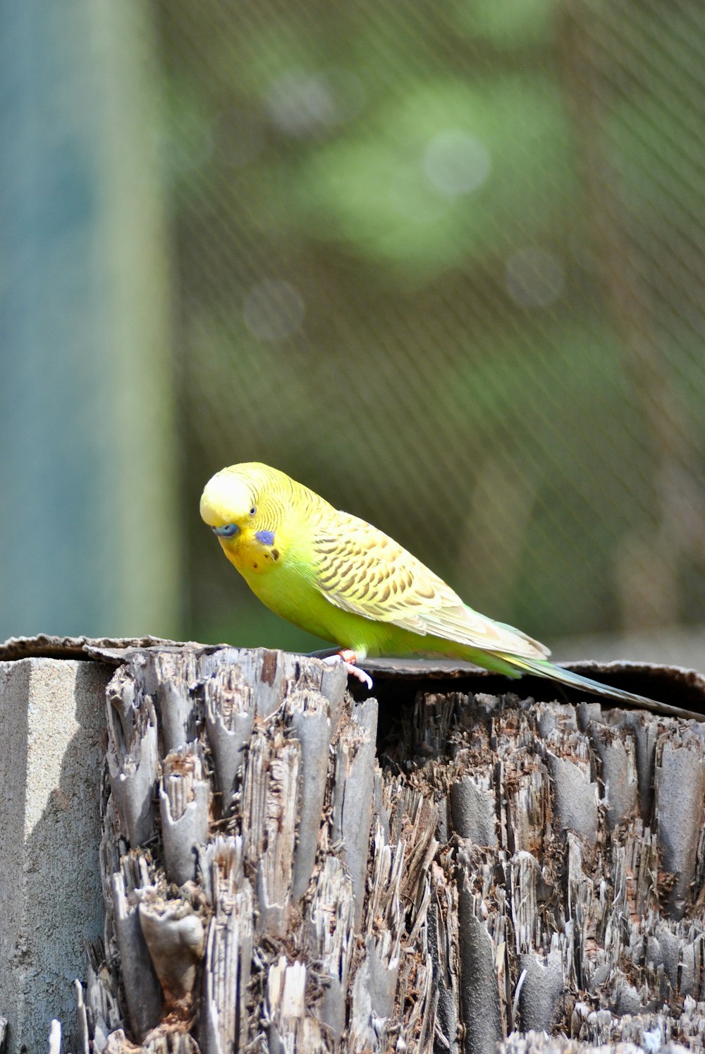 Yellow Green And Red Bird On Brown Wooden Stick Photo Free Rohini Image On Unsplash
