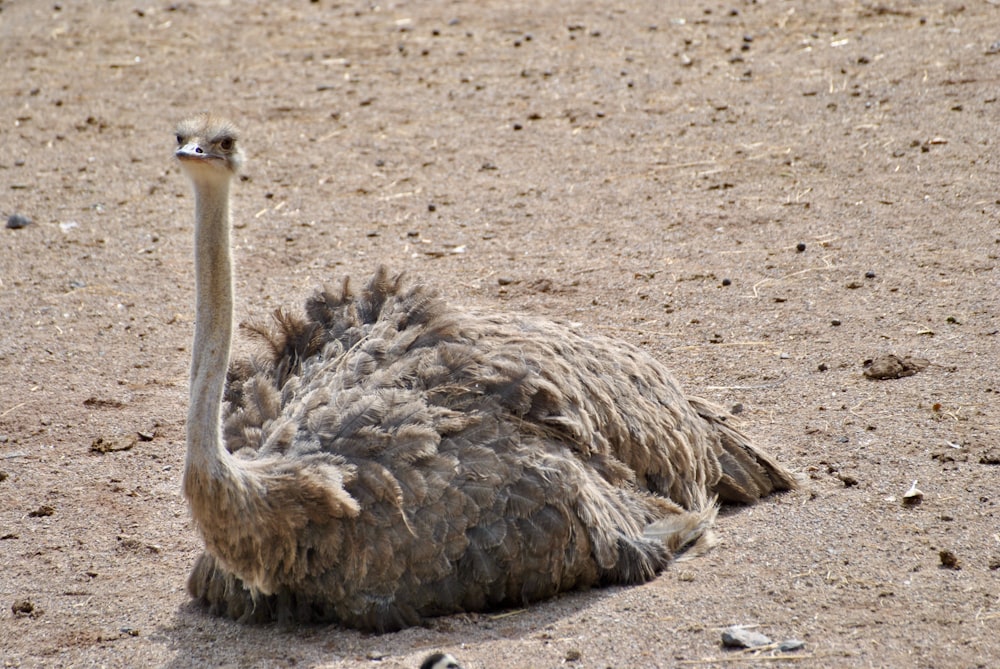 ostrich sitting on ground