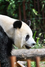 A giant panda with its characteristic black and white fur is positioned in profile, partially obscured by wooden beams in the foreground. The background consists of lush green foliage, adding a natural context to the setting.