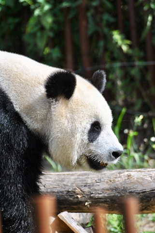 A giant panda with its characteristic black and white fur is positioned in profile, partially obscured by wooden beams in the foreground. The background consists of lush green foliage, adding a natural context to the setting.