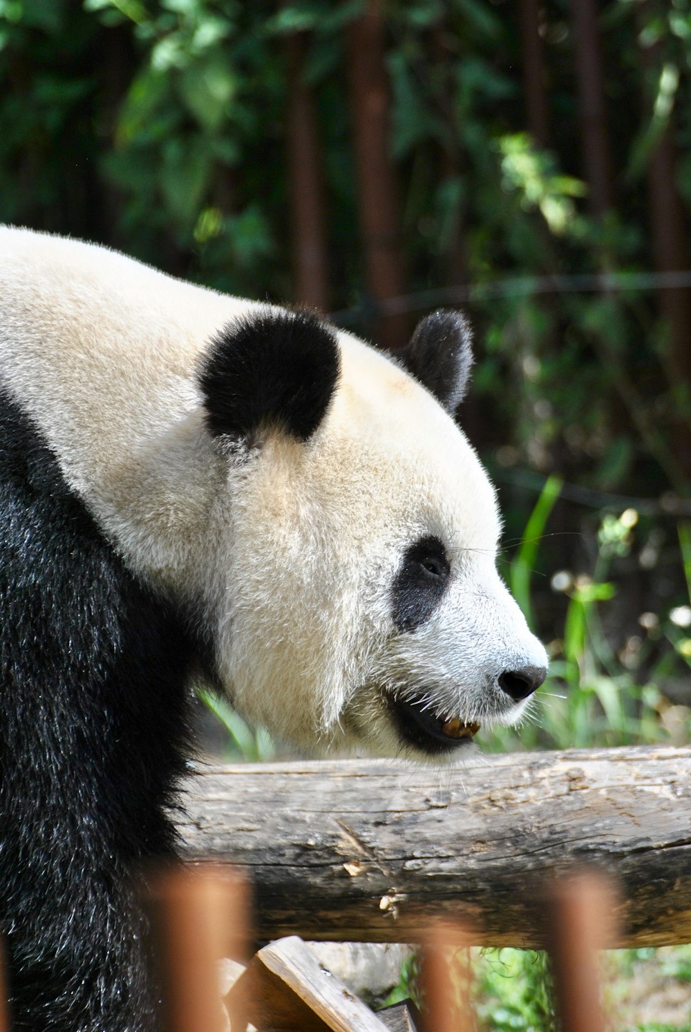 black and white panda bear near green plant