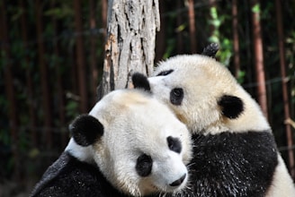 two pandas hugging in front of tree during day
