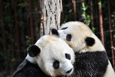 two pandas hugging in front of tree during day