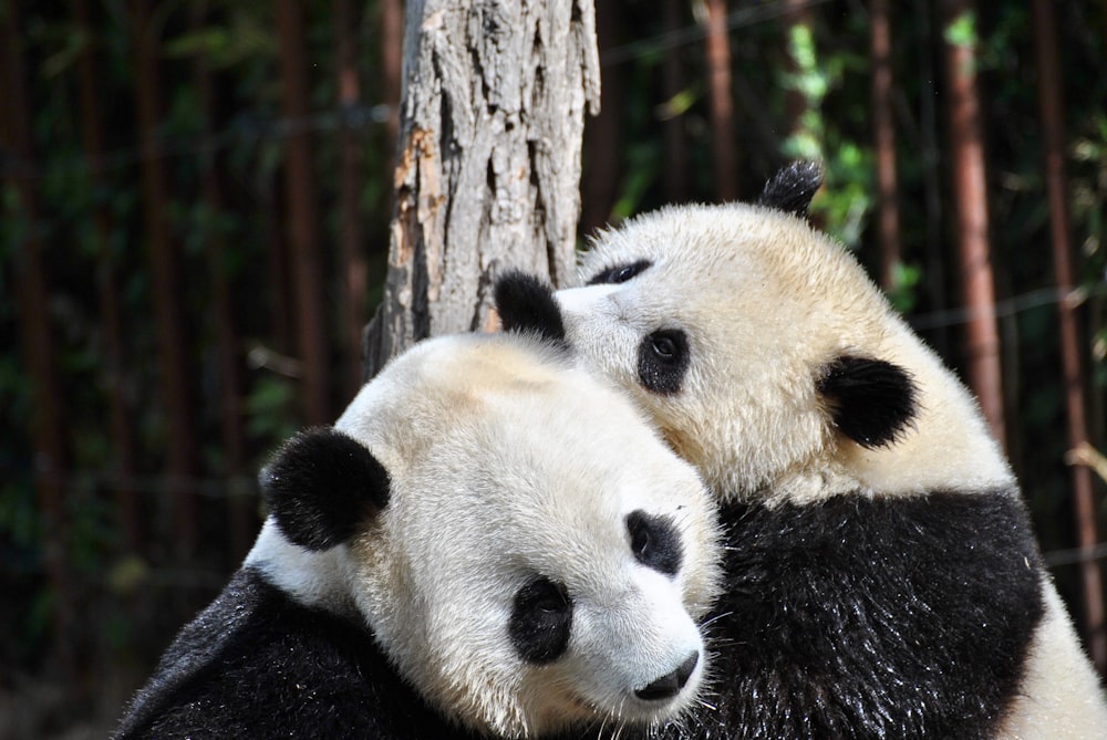 two pandas hugging in front of tree during day