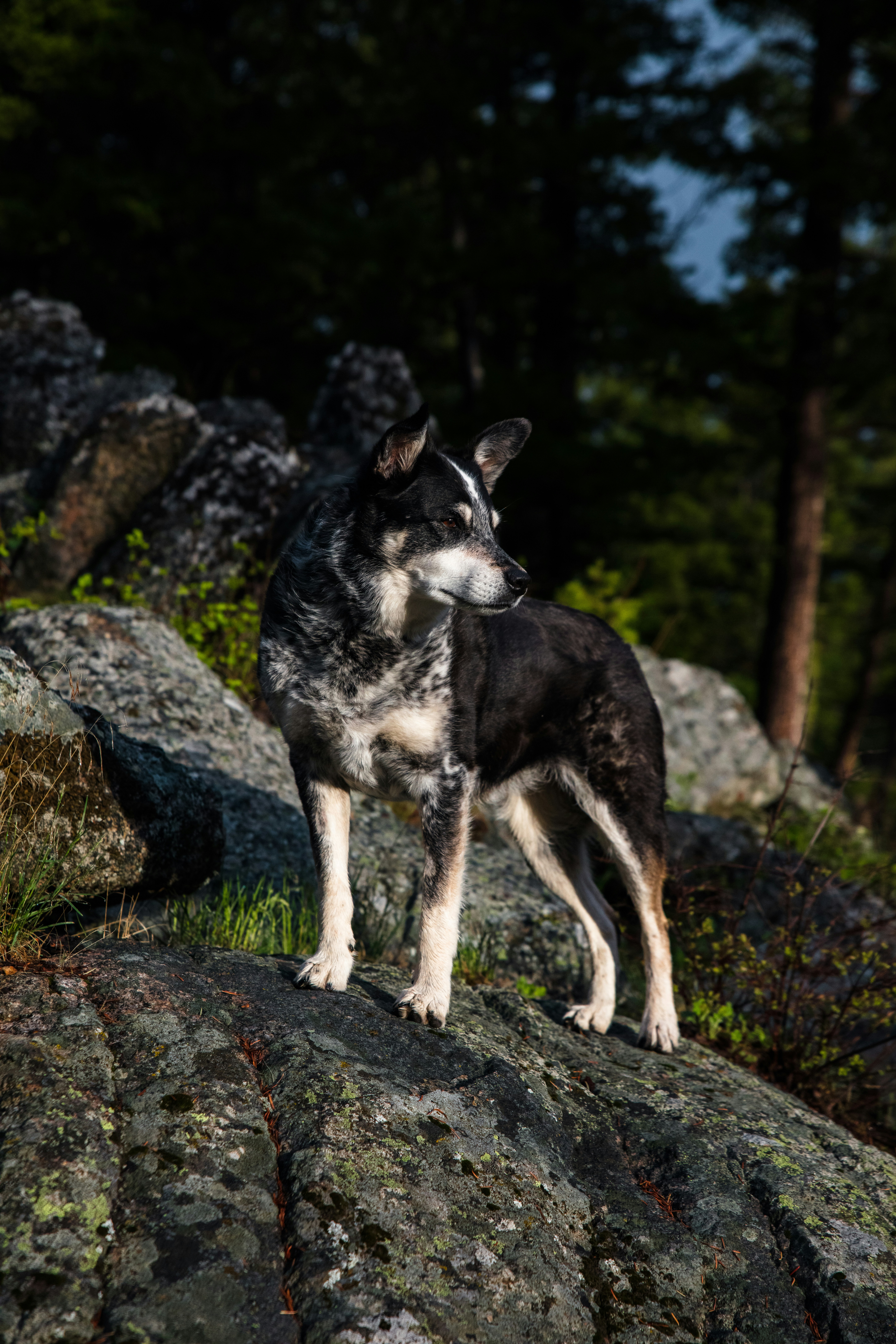 岩の上に立つ犬の写真 Unsplashで見つけるペットの無料写真