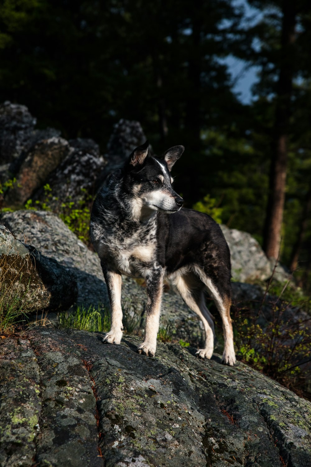 岩の上に立つ犬の写真 Unsplashで見つけるペットの無料写真