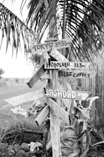 A signpost with several directional signs pointing to various cities around the world, including Tokyo, Honolulu, and Baghdad. The signpost is surrounded by tropical vegetation, including palm leaves, creating a rustic, adventurous atmosphere.