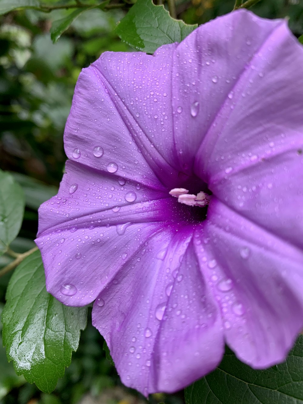 dew covered purple flower