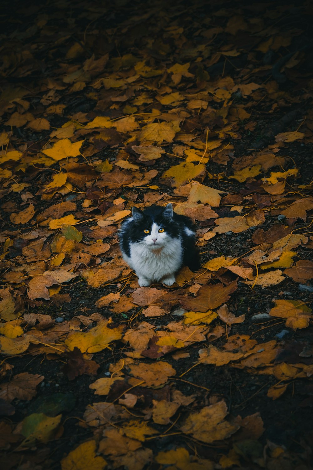 cat lies on tree