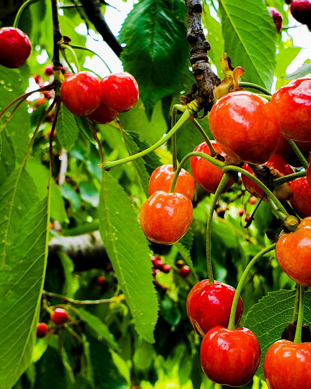 red cherry fruit lot