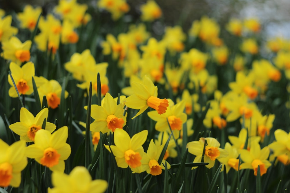 Fotografía de enfoque selectivo de flores de pétalos amarillos