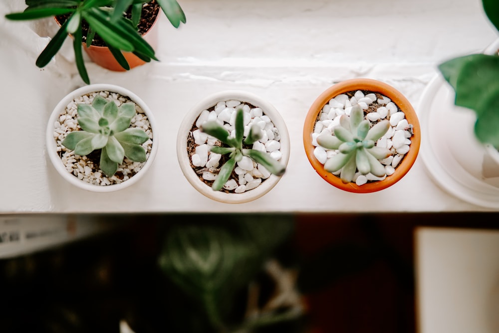 three succlent plants