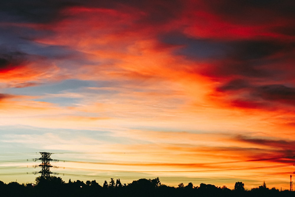 silhouette of trees during golden hour