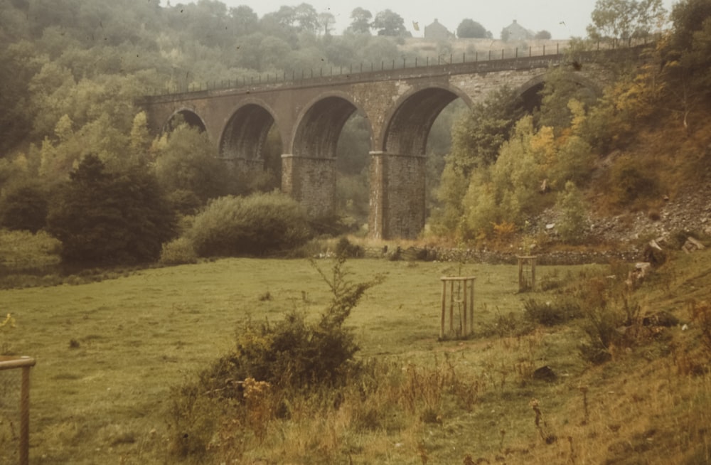 bridge near forest