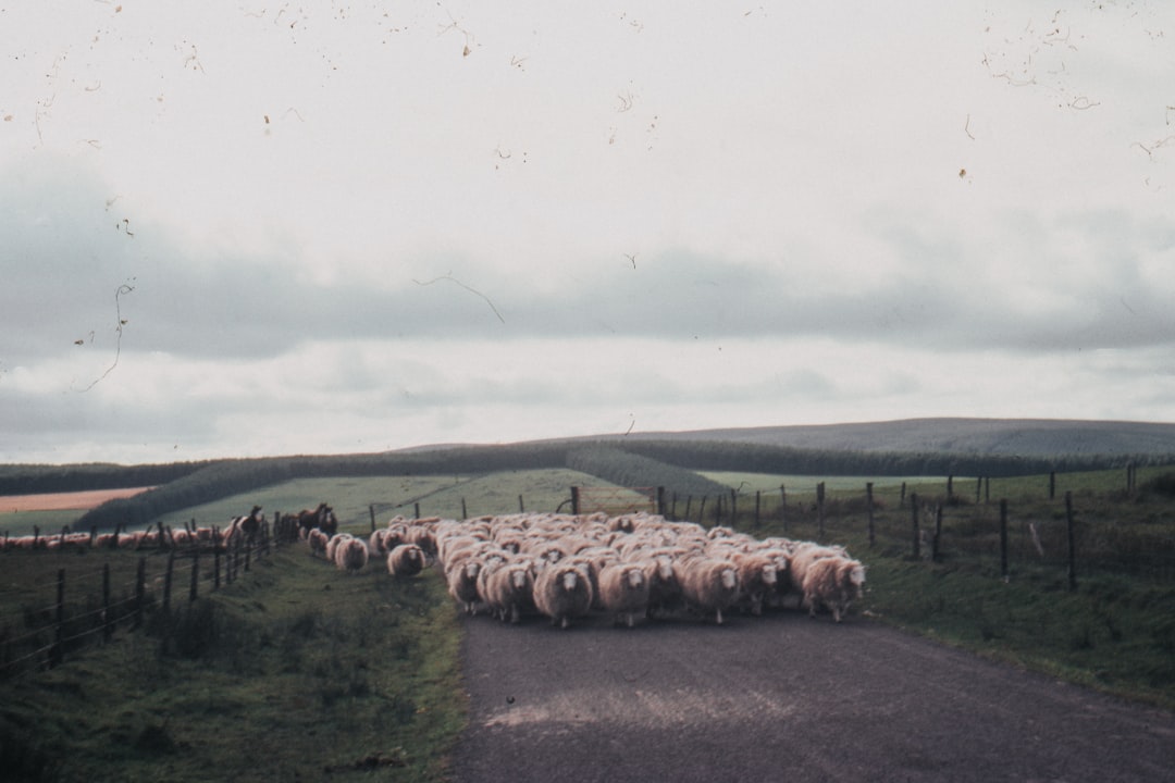 herd of sheep near fence