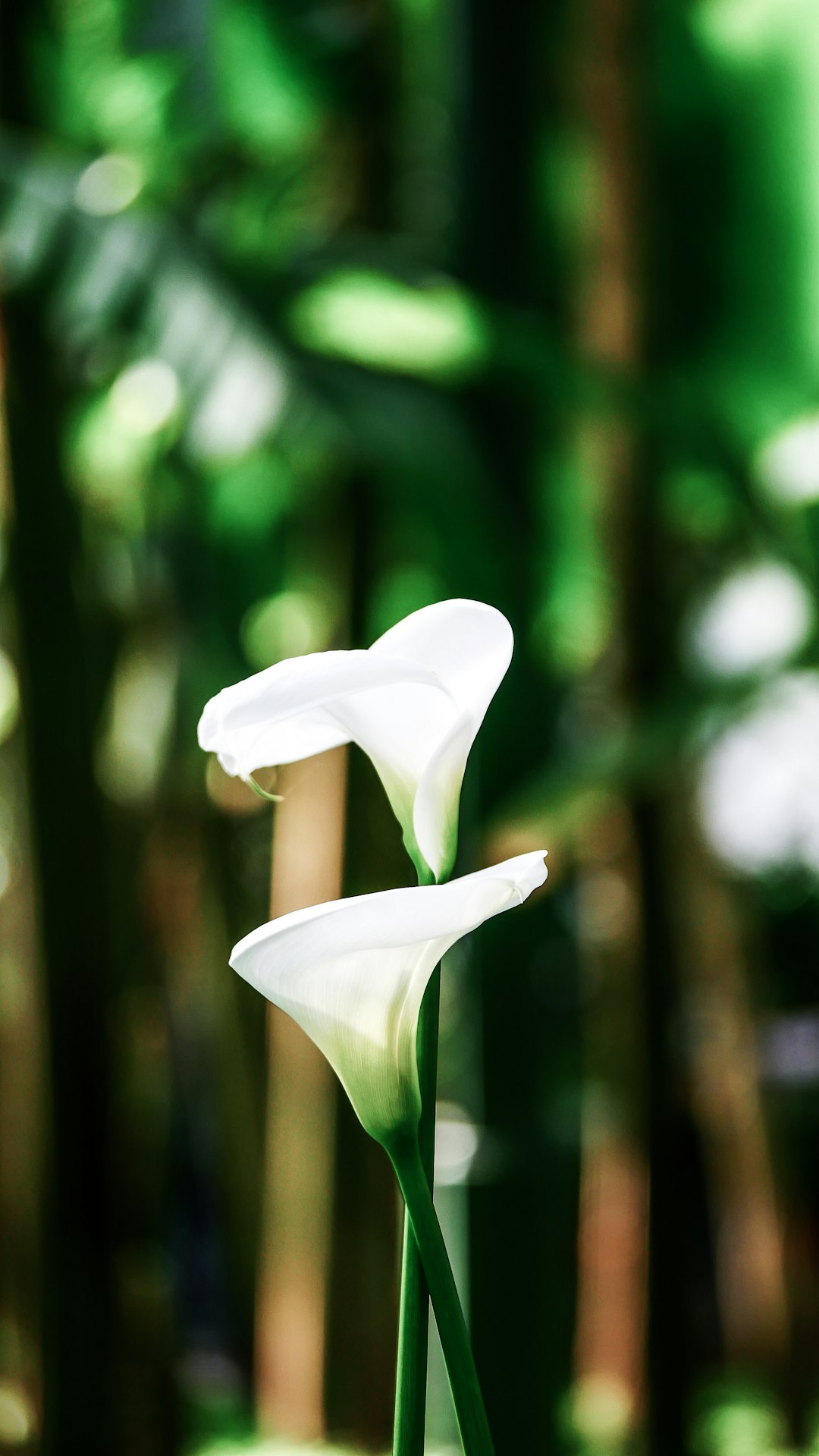 close-up photography of white calla lily flower