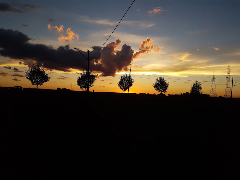 tree on hill during golden hour