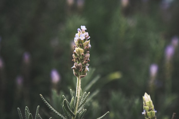 Close-up of a delicate lavender flower bathed in soft natural light.