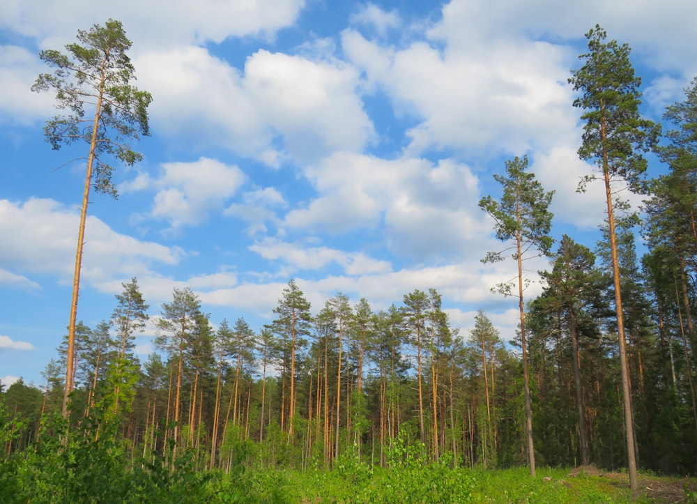 forest during daytime