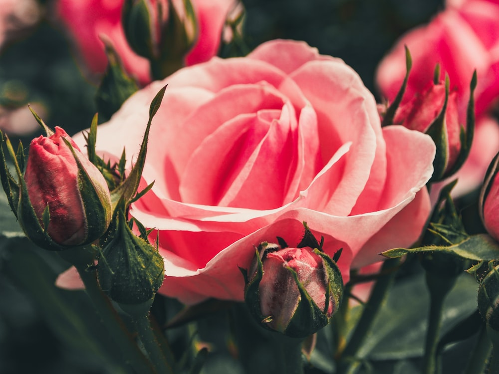 closeup photography of pink rose flower