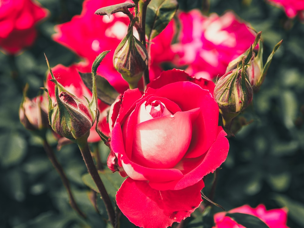 selective focus photo of red rose