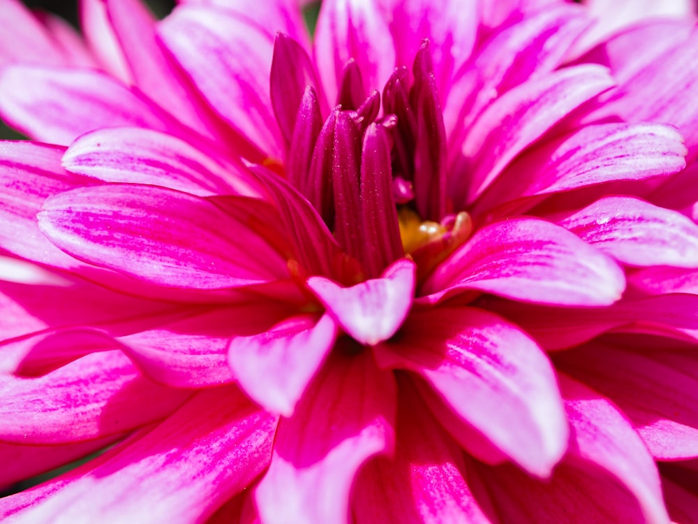 selective focus photo of pink gerbera flower