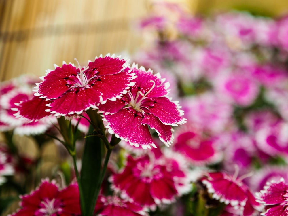 red-petaled flower