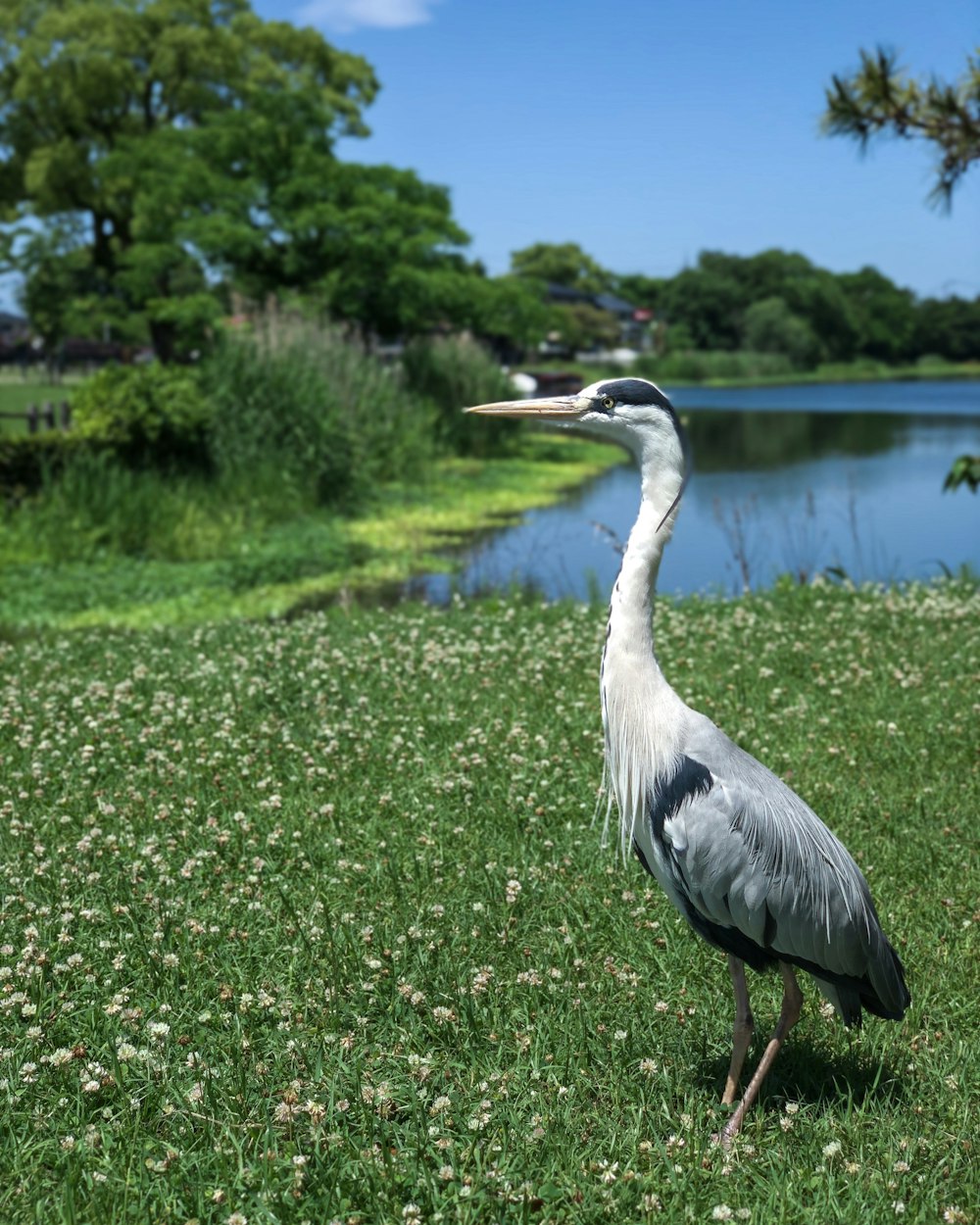 湖畔の白と黒の鳥