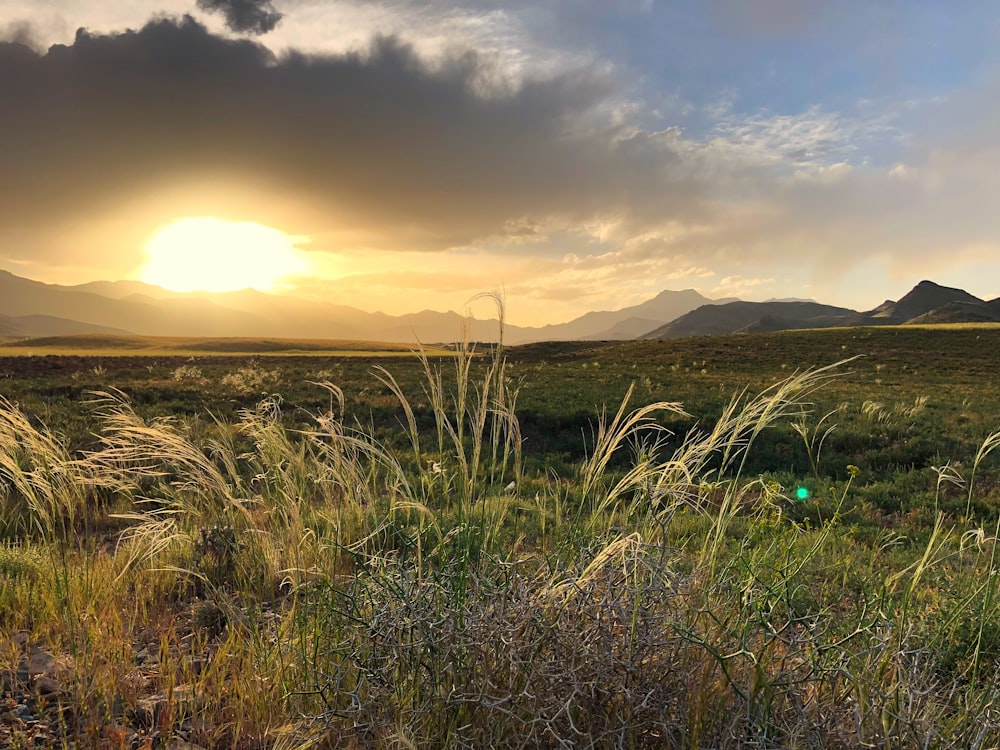 green grass field during golden hour