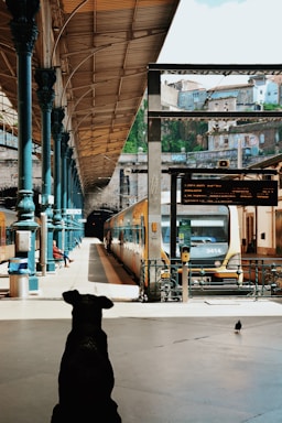 A dog sits on a train platform with a view of a train ready to depart. The platform is covered by a high, arched roof with large beams and pillars. A pigeon is walking nearby. In the background, urban buildings are visible, adding to the industrial atmosphere.