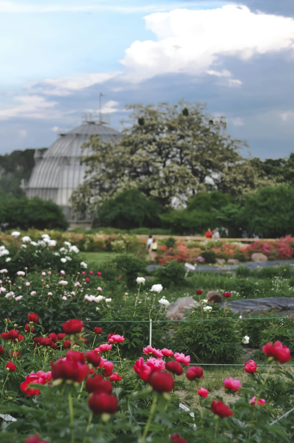 red and white flowers blooming at garden