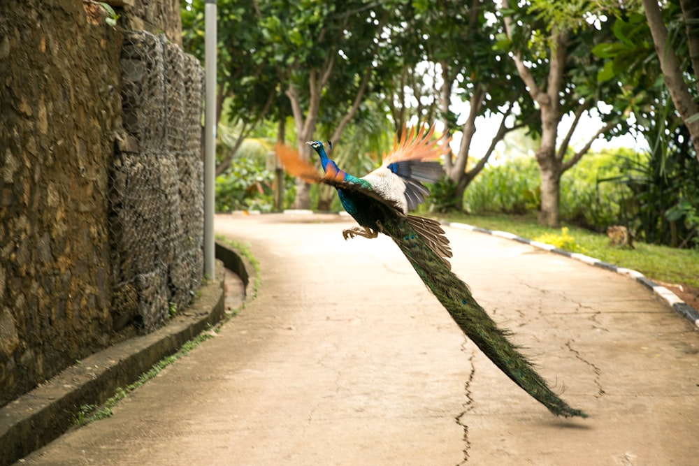 green and blue peacock on flight crossing concrete road