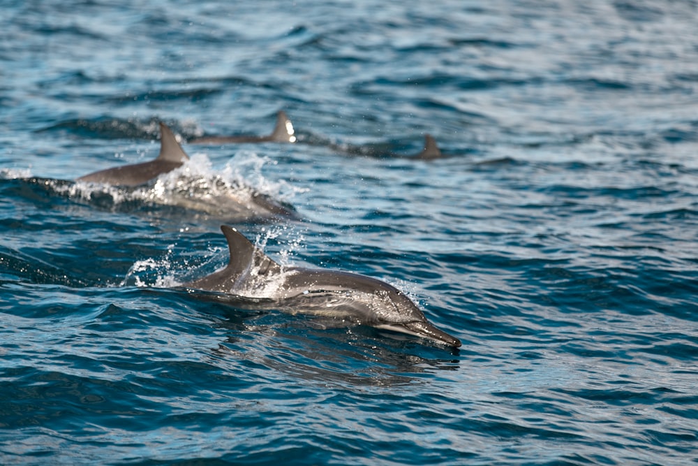 two dolphins swimming on body of water