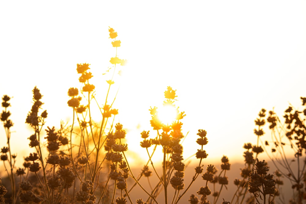 silhouette photo of grasses