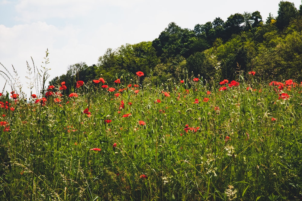 red-petaled flower on grassy field during daytime