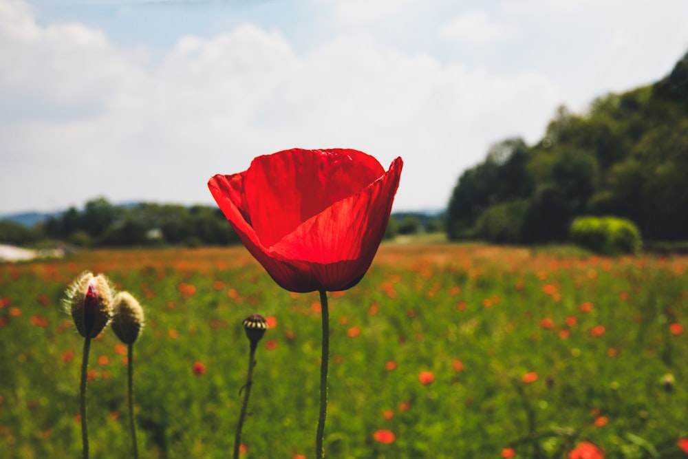 red poppy flowers blooming on field