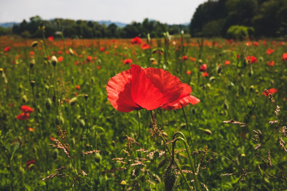 red poppy flowers blooming at the field