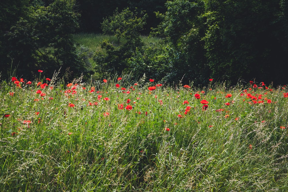 red-petaled flowers on green grassy field surrounded by trees