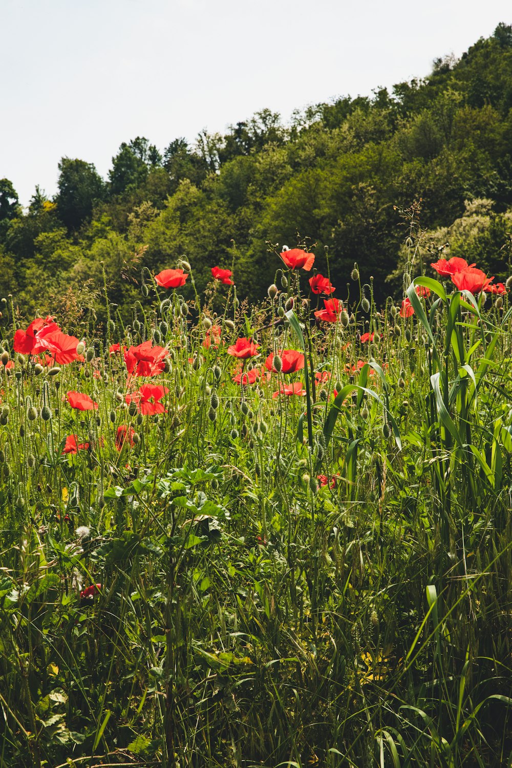 common poppy flower