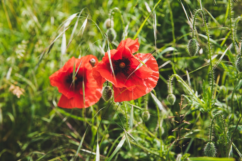 closeup photography of red poppy flower