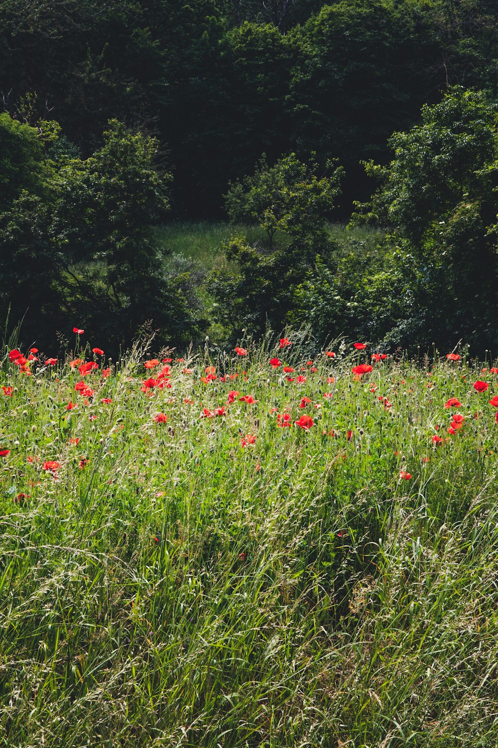 common poppy flower