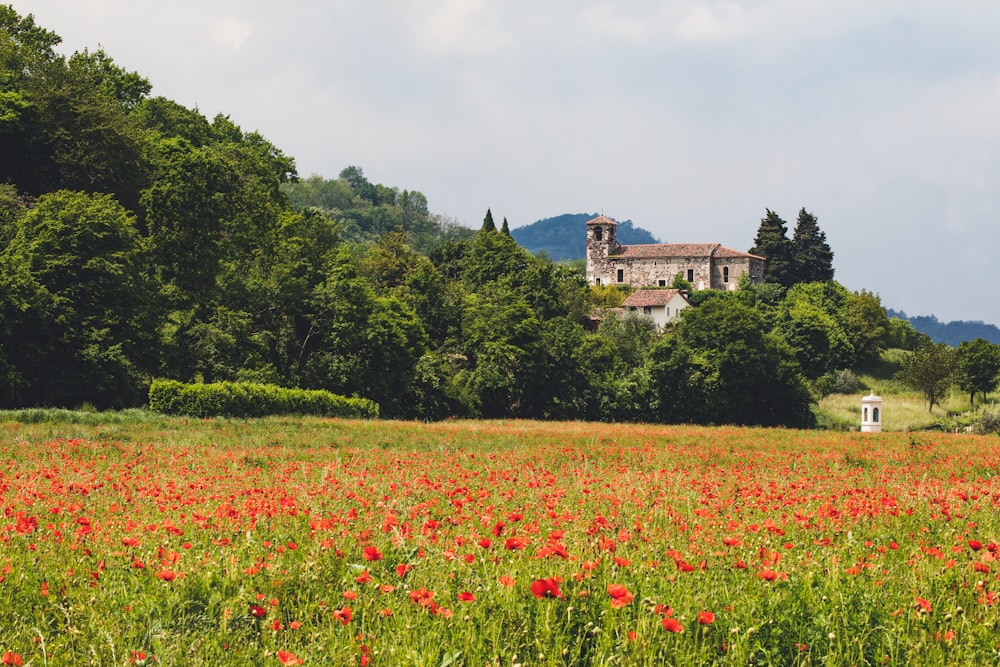 red poppy flowers on open field surrounded by trees