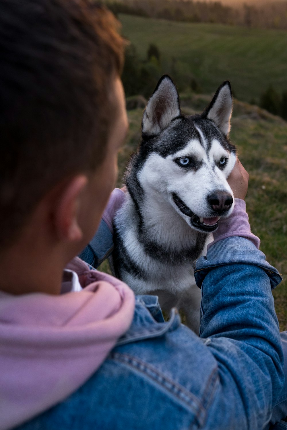 person touching black and white Siberian husky